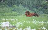 CHEVAL PFERD REITEN Horse Paard Caballo (136) - Caballos