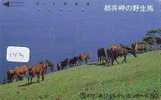 CHEVAL PFERD REITEN Horse Paard Caballo (143) - Horses
