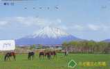 CHEVAL PFERD REITEN Horse Paard Caballo (144) - Chevaux