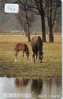 CHEVAL PFERD REITEN Horse Paard Caballo (166) - Paarden