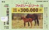 CHEVAL PFERD REITEN Horse Paard Caballo (185) - Pferde
