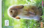 LAPIN Rabbit KONIJN Kaninchen Conejo (578) - Rabbits