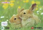 LAPIN Rabbit KONIJN Kaninchen Conejo (583) - Konijnen