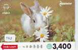 LAPIN Rabbit KONIJN Kaninchen Conejo (587) - Conigli