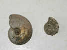 2  AMMONITE S  DE L´ALBIEN  AUBE    2 Et 1 Cm  (pyriteuse) - Fossiles