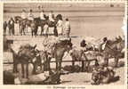 Zeebrugge - Ezels Op Strand - Zeebrugge