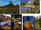 4 Pineaples  Postcards - 4 Carte Sur Les Ananas - Landwirtschaftl. Anbau