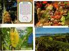 5 Bananas  Postcards - 5 Carte Sur Les Bananes - Landwirtschaftl. Anbau