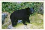 Our Noir Black Bear  From British Columbia, Canada. - Osos