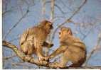 SINGES - La Montagne Des Singes - Singes