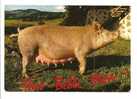 Cochon: Truie, Une Belle Mère ... (08-3060) - Schweine