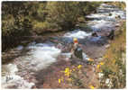 Pêche à La Truite En Torrent Pyrénéen - Fishing