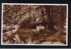 Real Photo Postcard The Shady Banks Of The River Lossie Elgin Moray Scotland - Ref 262 - Moray