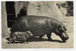 HIPPOPOTAME Et Son Petit  ( Bois De Vincennes ) Comité National De L' Enfance - Hippopotames