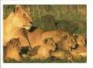 Lion: Famille De Lions, Lionne Et Lionceaux, Photo Y. Arthus Bertrand Ardea London LTD  (08-3142) - Leeuwen