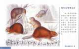 #P1# Endanged Speice Rare Animal  Mice Mouse  ,  Prepaid Card , Postal Stationery - Rhinozerosse