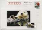 China 1999 New Year Greeting Postal Stationery Card Rare Animal Otter - Knaagdieren