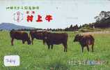 VACHE COW VACA KUH KOE MUCCA (264) - Vaches