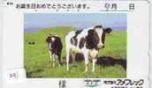 VACHE COW VACA KUH KOE MUCCA (291) - Vacas