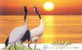 #B1#  Crane Birds Grus Japonensis   ,  Prepaid Card , Postal Stationery - Grues Et Gruiformes