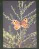 USSR 1988 BUTTERFLY PARARGE ADRASTOIDES BIENERT, AZERBAIJAN - Butterflies