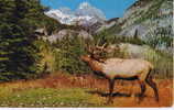 North American Elk Or Wapiti  Banff National Park   + Tax Stamps On The Back - Banff