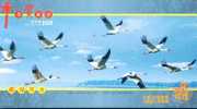 #B2#  Bird Crane  Landscape    , Specimen  Advertising Pre-stamped Card - Kranichvögel
