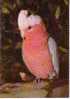 Australie - Galah Australia (oiseau) - Sonstige & Ohne Zuordnung