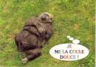 Animaux - Singe - Je Me La Coule Douce - Monkeys