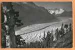 D496, Valais, Riederalp Ob Mörel. Naturschutzpark Aletschwald. Aletschgletscher, Walliser Fiescherhörner. Arolles. - Fiesch