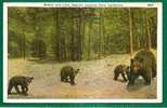 BEARS - Mother And Cubs - Sequoia National Park - 1931 CIRCULATED POSTCARD - Bears