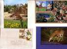 4 Giraffe Postcards & Cover / 4 Carte Et Envleope De Giraffe - Giraffen