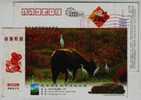 Egret Bird,cattle,China 2008 Jinghu Nationa Urban Wetland Park Advertising Postal Stationery Card - Cicogne & Ciconiformi