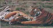 South China Tiger  Rare Animal Endanged Specie , Prepaid Card , Postal Stationery - Rhinozerosse