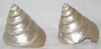 2 Coquillage - Nacre - - Seashells & Snail-shells