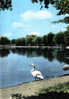 Carte Postale 91.  Vigneux-sur-Seine  Le Cygne Du Lac Trés Beau Plan - Vigneux Sur Seine