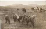 Animals - Dartmoor Ponies, Real Photograph  C617 - Pferde