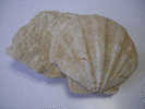 PECTEN SUR MATRICE  24 X 16 Cm - Fossiles