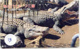 Télécarte JAPON *  KROKODIL Crocodile (3) Animal * REPTILE * PHONECARD JAPAN - Krokodile Und Alligatoren