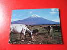 CPSM OU CPM?- JAPON : MT FUJI SEEN AT ASAGIRI HEIGHTS -AVEC DES VACHES-CARTE EN BON ETAT. - Kyoto