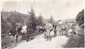 Belgique:ARDENNES (Luxembourg):Grand Attelage Ardennais.Attelage De BOEUFS.1908. - Teams