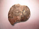 AMMONITE PYRITEUSE 5 X 4,3 Cm  AUBE - Fósiles