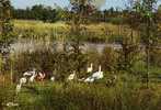 01 VILLARS LES DOMBES Parc Ornithologique Départemental De La Dombes Ibis Et Spatules - Villars-les-Dombes