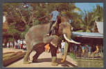 Thailand PPC Elephant Working Shows At Timland Bangkok To Denmark (2 Scans) - Olifanten