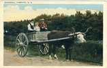 Vintage Antique Ox Oxmobile Bull Et Charette  Yarmouth , Nova Scotia Canada - Taureaux