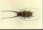 CPSM. ARLEQUIN (ACROCINUS LONGIMANUS LINNE). SUR LES TRONCS DES CAOUTCHOUCS ET RUTACES MEXIQUE ARGENTINE.... - Insects