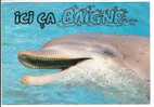 ICI CA BAIGNE - DAUPHIN - Dauphins