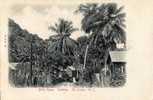 ANTILLES - CARAIBES - SAINTE LUCIE - CASTRIES - BELLA ROSA - CLICHE 1900 - Altri & Non Classificati