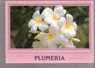 Plumeria Flower, Hawaii - Altri & Non Classificati