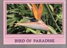 Bird Of Paradise Flower, Hawaii - Autres & Non Classés